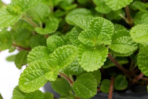 ad48861e7b9d0a5c75f86c8366990901-480x320[1]