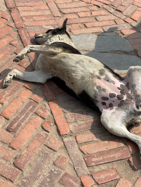 GetAttachmentThumbnail